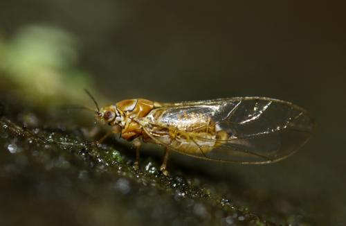 Trioza sp.